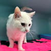 MINETTE