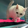 MINETTE