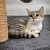 CAT APULTE