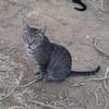 Tigre