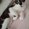 Zorro