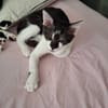 Zorro