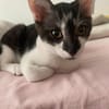 Zorro