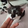 Zorro