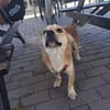 Kleiner Saxon sucht eine Familie