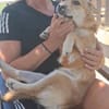 Kleiner Saxon sucht eine Familie