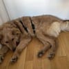 🆘DRINGEND PS oder Endtselle gesucht🆘