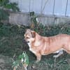 verschmuster Charlie sucht sein Zuhause!