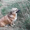 verschmuster Charlie sucht sein Zuhause!