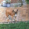 verschmuster Charlie sucht sein Zuhause!