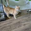 COOPER - kleiner Traumkater in orange!