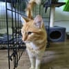 COOPER - kleiner Traumkater in orange!