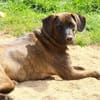 Angelina Pflegestelle in Hessen