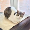 Menschenbezogene Katze Chloe