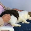 Menschenbezogene Katze Chloe