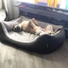 Tino tapferer Kämpfer sucht sein Glück
