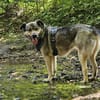 Soziale Hundeoma KATE sucht 🍀♥