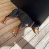 Jack sucht ein Zuhause