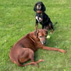 Jack sucht ein Zuhause