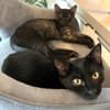 ANNA&TOM  - wie Yin und Yang