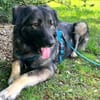 MILLA - sanfte&verschmuste Hundedame