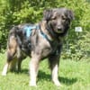 MILLA - sanfte&verschmuste Hundedame