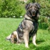MILLA - sanfte&verschmuste Hundedame