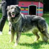 MILLA - sanfte&verschmuste Hundedame
