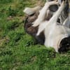 Nica - kinderliebe Familienhündin