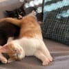 Zwei Racker suchen gemeinsames Körbchen