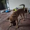 Viktoria, Prinzessin sucht Zuhause