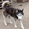 Balto, er möchte nur Liebe