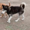 Balto, er möchte nur Liebe