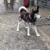Balto, er möchte nur Liebe