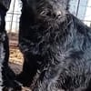 Abu, sucht eine Familie mit Herz