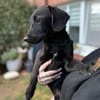 Darcy sucht sein für immer Zuhause