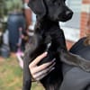 Darcy sucht sein für immer Zuhause