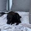Darcy sucht sein für immer Zuhause