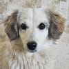 Cayla, geb. ca 05/2024, 53881 Euskirchen