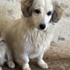 Cayla, geb. ca 05/2024, 53881 Euskirchen