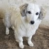 Cayla, geb. ca 05/2024, 53881 Euskirchen
