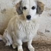 Cayla, geb. ca 05/2024, 53881 Euskirchen