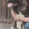 🍀🐾 Unser Neuer, eine Inobhutnahme ♥✊