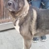 🍀🐾 Unser Neuer, eine Inobhutnahme ♥✊