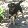 Liebenswerter Teo sucht Familie