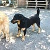 Liebenswerter Teo sucht Familie