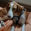 Mirella sucht ihr Für-Immer-Zuhause!