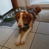 Mirella sucht ihr Für-Immer-Zuhause!