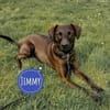 Jimmy braucht ein neues Zuhause