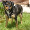 WILHELMINCHEN- bezauberndes Hundemädchen